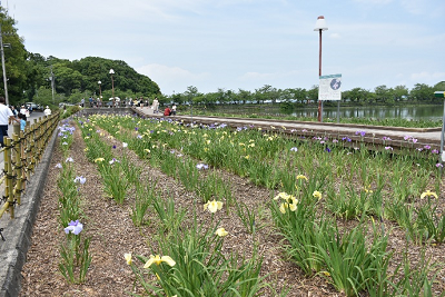 歩道の近くで黄色の花や薄紫色の花が咲いている写真