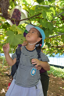 頭上に実ったぶどうを眺める女の子の写真