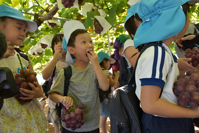 ぶどうが実る木の下で収穫したぶどうを食べる園児たちの写真