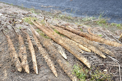 掘り出された自然薯が並べられている写真