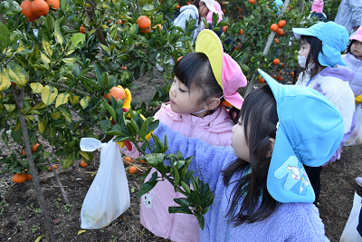 木に生ったみかんを取っている園児たちの写真