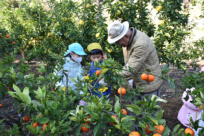 園児の傍で木に生ったみかんを見せる男性の写真