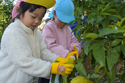 園児2人でみかんとハサミを持ってヘタを切っている写真
