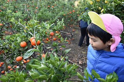 みかんの生った木を見ている園児の写真