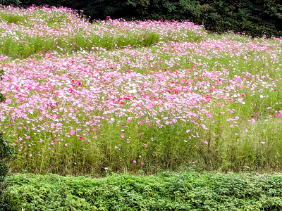 赤やピンク色の花が一面に咲いている写真