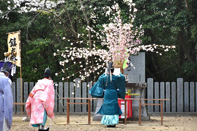 和装の男性が桜に向かって祝詞を読む写真