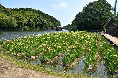 川に黄色の花が整列して咲いている写真