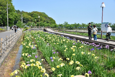 黄色や紫色の花を眺める男女の写真