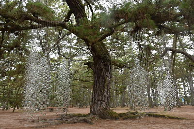 玉のついた糸がいくつも吊り下げられている大きな松の木の写真