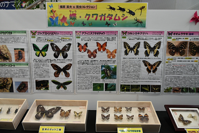 「世界最大級」がやってきた！「福原英夫氏昆虫コレクション」を開催中(2026年4月17日)の画像