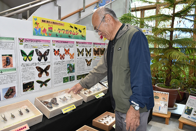 蝶やクワガタムシの解説パネルと標本