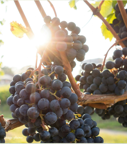色濃く大きく実り、日の光が差した香川県産の厳選ぶどうの写真
